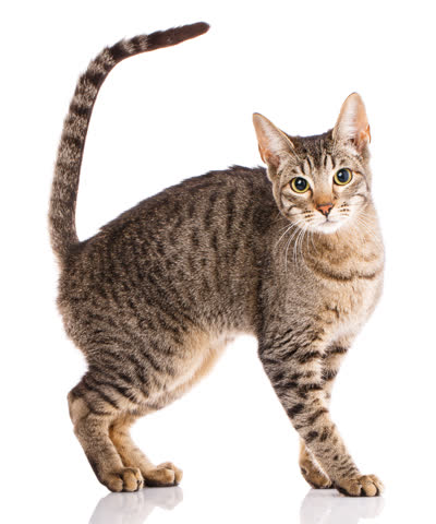 塞伦盖蒂猫-品系百科