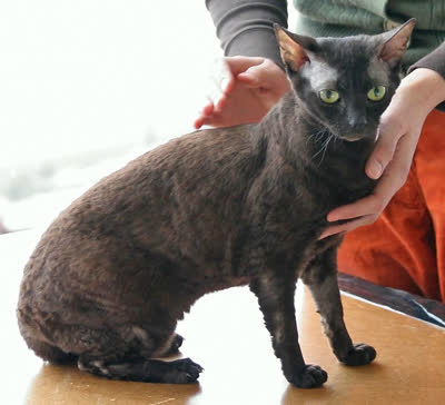 德国卷毛猫-品系百科