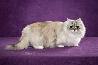 拿破仑猫-品系百科 拿破仑猫-品系百科