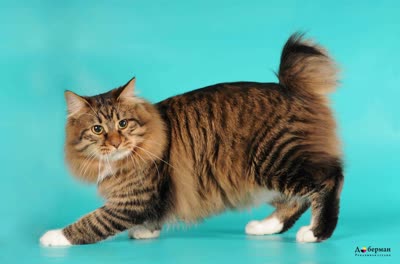 美国短尾猫-品系百科