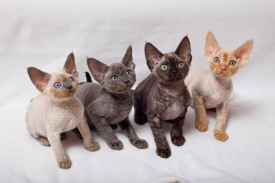 德文卷毛猫-品系百科