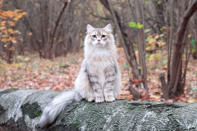 西伯利亚猫-品系百科