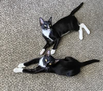 欧洲短毛猫-品系百科