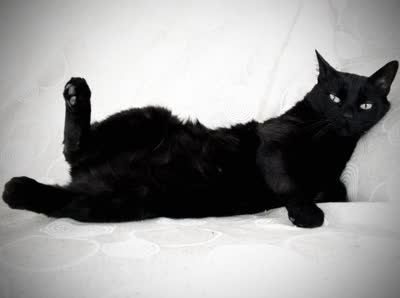 欧洲短毛猫-品系百科