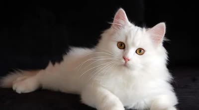 山东狮子猫-品系百科 山东狮子猫-品系百科