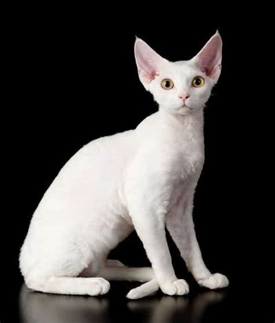 德文卷毛猫-品系百科