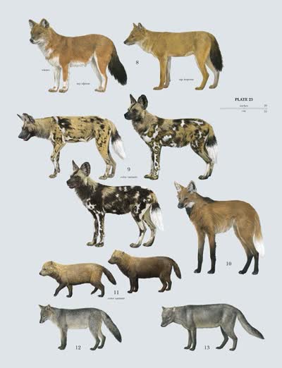 犬科动物-品系百科