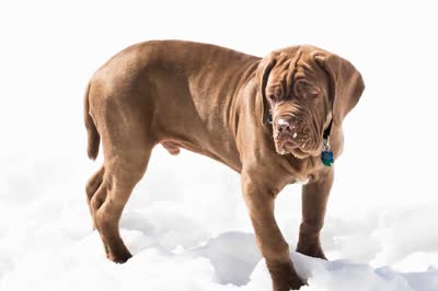 那不勒斯獒-品系百科