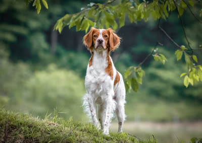 布列塔尼犬-品系百科