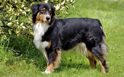 澳大利亚牧羊犬-品系百科