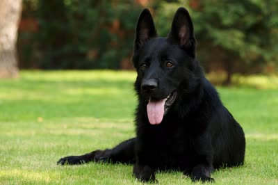 德国牧羊犬-品系百科