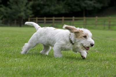 迷你贝吉格里芬凡丁犬-品系百科