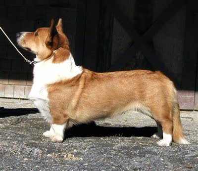 卡迪根威尔士柯基犬-品系百科