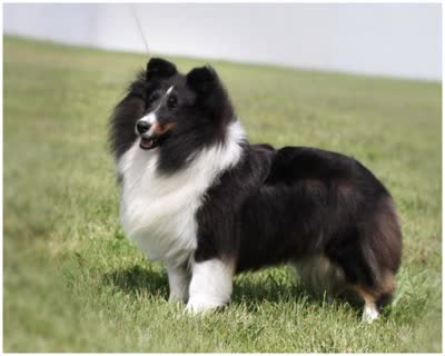喜乐蒂牧羊犬-品系百科
