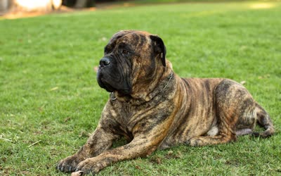 斗牛獒犬-品系百科