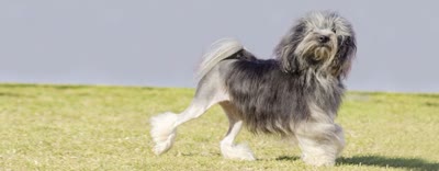 罗秦犬-品系百科