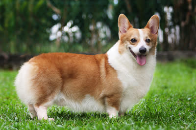 彭布罗克威尔士柯基犬-品系百科 彭布罗克威尔士柯基犬-品系百科
