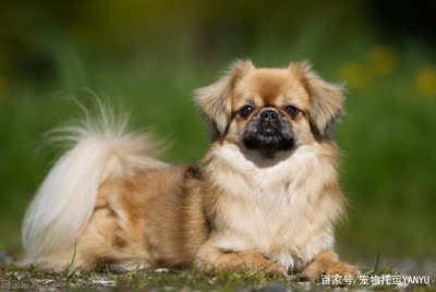 西藏猎犬-品系百科 西藏猎犬-品系百科