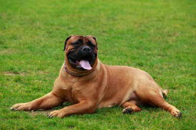 斗牛獒犬-品系百科