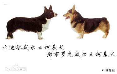 彭布罗克威尔士柯基犬-品系百科