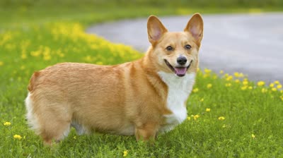 彭布罗克威尔士柯基犬-品系百科