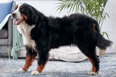 伯恩山犬-品系百科