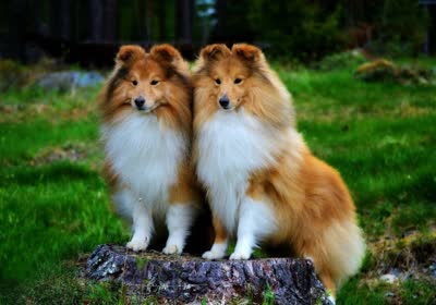 喜乐蒂牧羊犬-品系百科