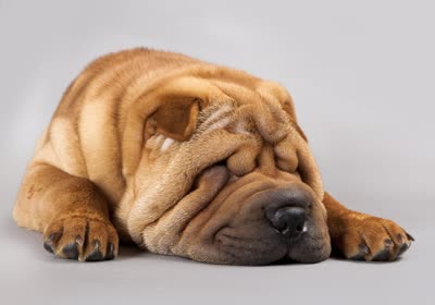 中国沙皮犬-品系百科