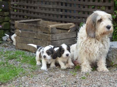 迷你贝吉格里芬凡丁犬-品系百科