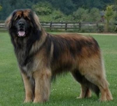 兰波格犬-品系百科