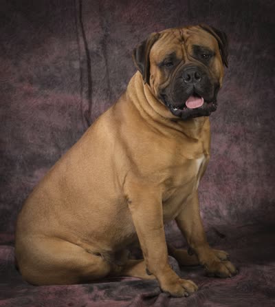 斗牛獒犬-品系百科