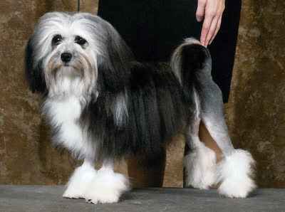 罗秦犬-品系百科