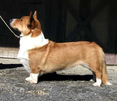卡迪根威尔士柯基犬-品系百科