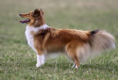 喜乐蒂牧羊犬-品系百科
