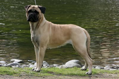 斗牛獒犬-品系百科