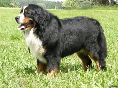 伯恩山犬-品系百科