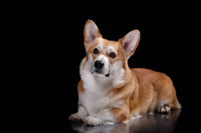 彭布罗克威尔士柯基犬-品系百科