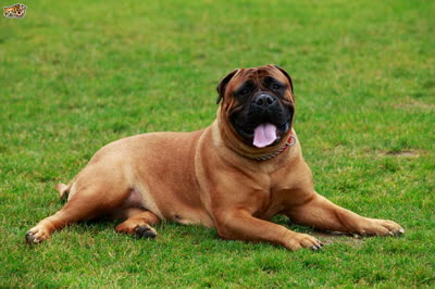 马士提夫敖犬-品系百科