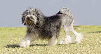 罗秦犬-品系百科 罗秦犬-品系百科