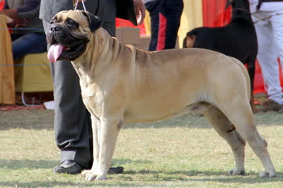 马士提夫敖犬-品系百科