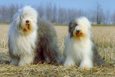 古代英国牧羊犬-品系百科