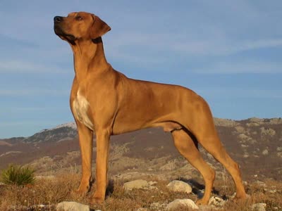 罗得西亚脊背犬-品系百科