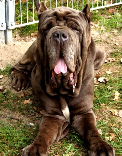 那不勒斯獒-品系百科