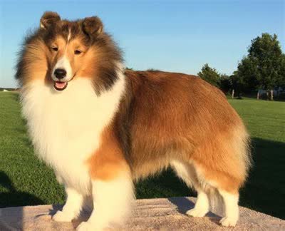 喜乐蒂牧羊犬-品系百科