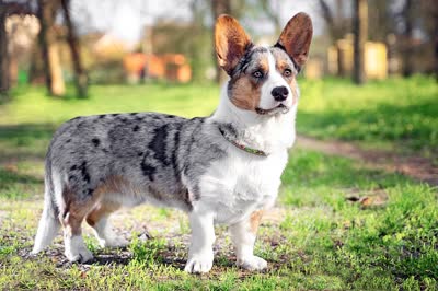 卡迪根威尔士柯基犬-品系百科 卡迪根威尔士柯基犬-品系百科