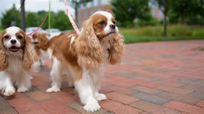 骑士查理王小猎犬-品系百科