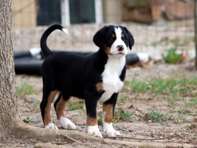 大瑞士山地犬-品系百科