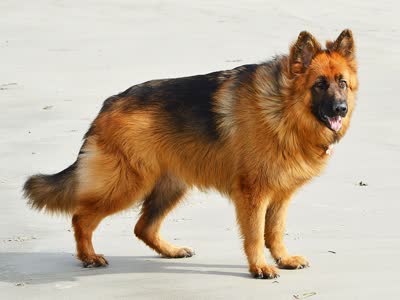 德国牧羊犬-品系百科