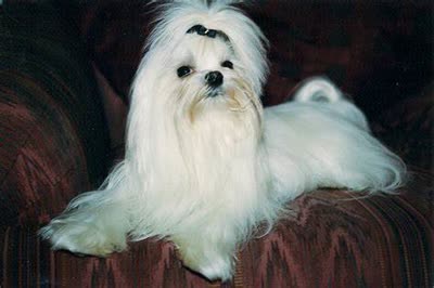 马尔济斯-品系百科