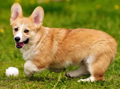 彭布罗克威尔士柯基犬-品系百科